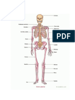 Esqueleto Humano Frontal y Posterior