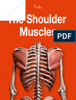 The Shoulder Muscles Ebook