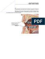 Anatomia da cavidade bucal e língua