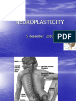 Plastisitas Neurosains (Pertemuan 13)