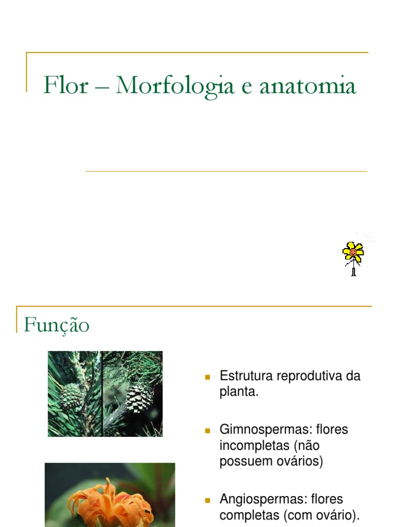 Flor Morfologia e Anatomia 1225977331490095 9 | PDF | Flores | Pólen