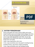 Sistem Perkemihan