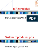 Sistem Reproduksi Kk FK-UMI
