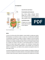 Anatomía Del Aparato Digestivo