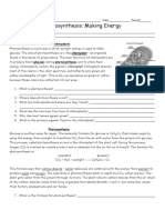 Photosynthesis Worksheet