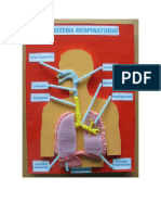 Sistema Respiratorio