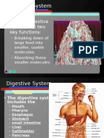 Human Digestive System Has Two Key Functions