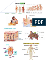 Sistema Del Cuwerpo Humano