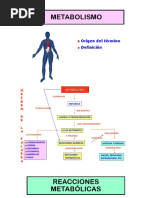 Clase # 7 Metabolismo