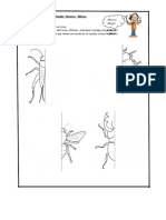 simetria en insectos.doc