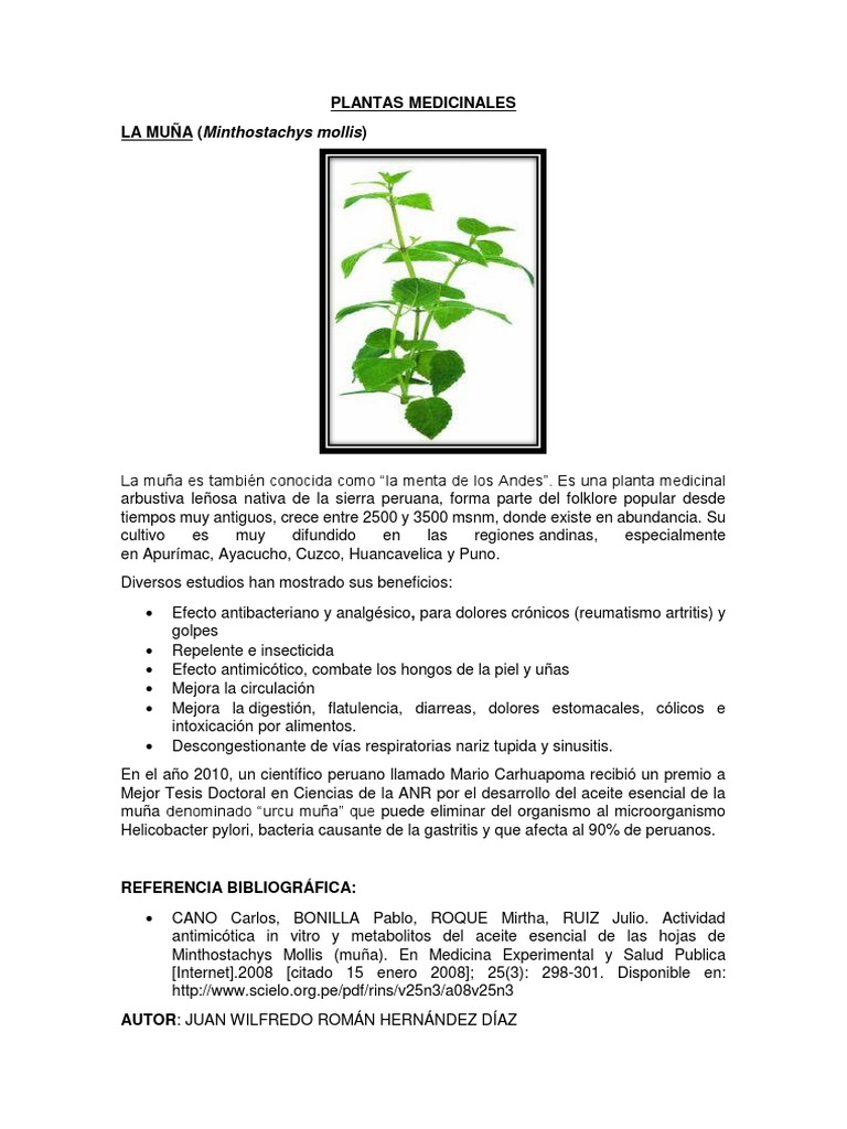 MUÑA- PLANTAS MEDICINALES | PDF