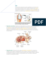 Tipos de Digestión