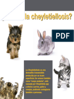 Cheyletiellosis