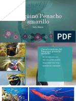 Pingüino Penacho Amarillo