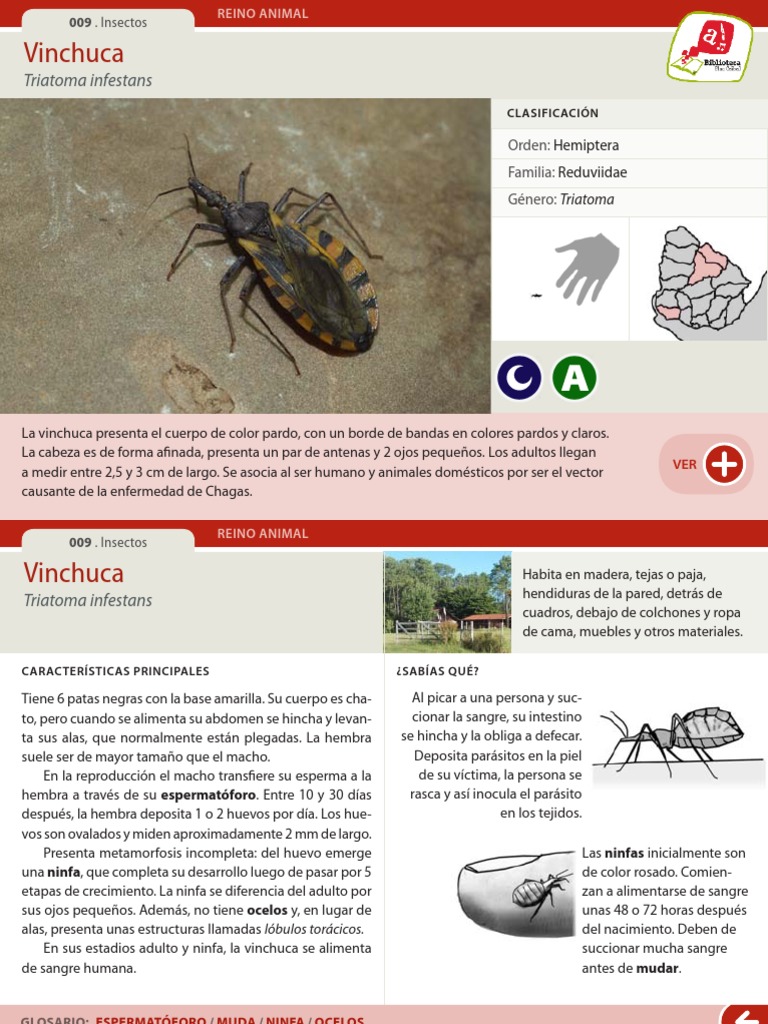 Vinchuca: Características y Hábitat en Chile | PDF | Naturaleza