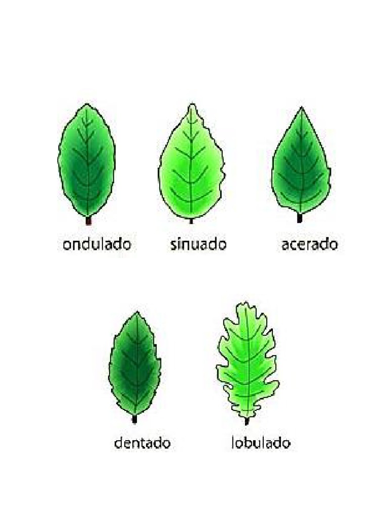 20 Tipos de Hojas y Sus Nombres Cientificos (Imagenes) PDF