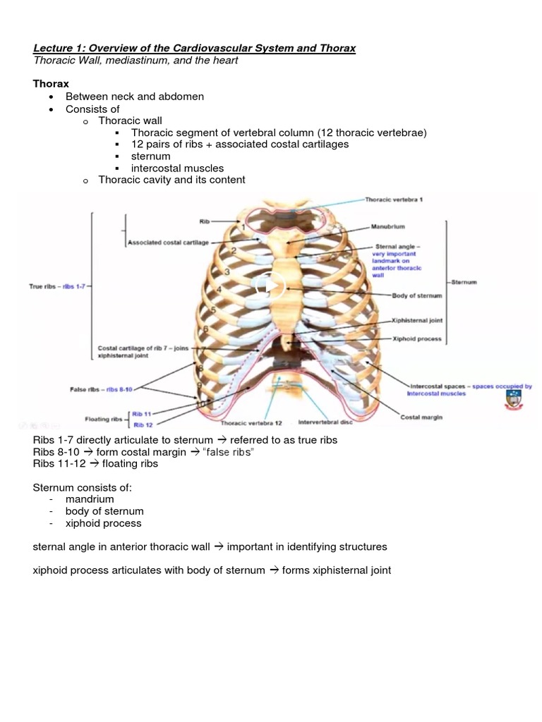 Thoracic Anatomy and Cardiovascular Overview | PDF | Vertebra ...