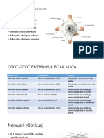 Musculus Ekstraokular