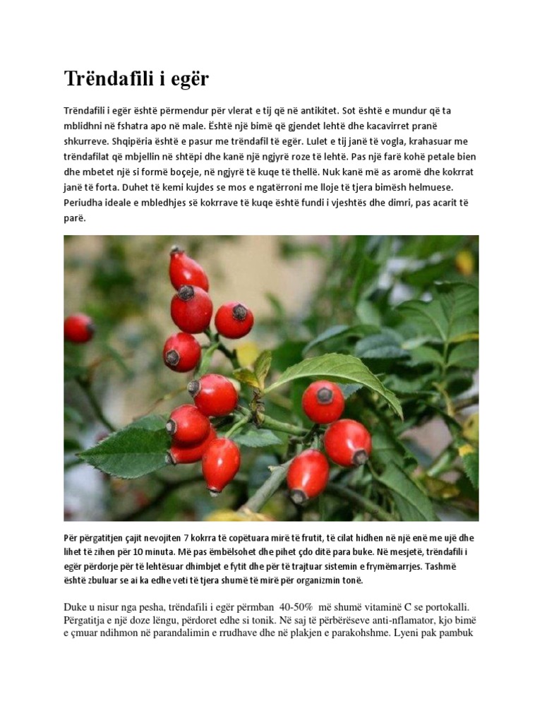 Trendafili I Egër | PDF