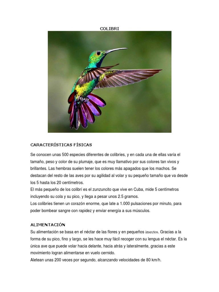 Colibri | PDF