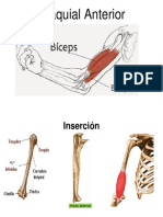 Braquial Anterior