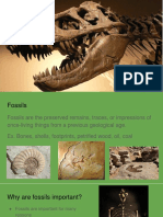 Fossils Lesson