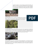 Animales en Peligro de Extinsion en guatemala