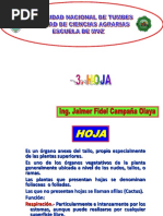 HOJA Y SUS PARTES