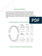 Tablas de Erupción de Dientes