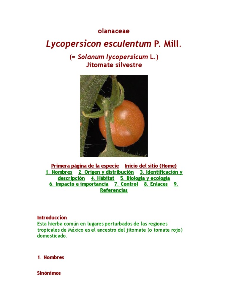 El Tomate Tomate Taxonomía (biología) Prueba gratuita de 30 días