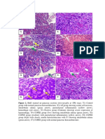 Figure 2. H&E Stained Rat Pancreas Sections (Micrographs at 100x Mag) - T1) Control