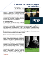 El Aluminio y El Desarrollo Radicular de Los Cultivos