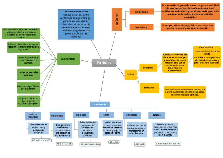 Mapa Conceptual Enzimas Rubilu Arroyo