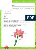 Anatomy of A Flower