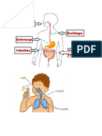 Digestivo y Respiratorio