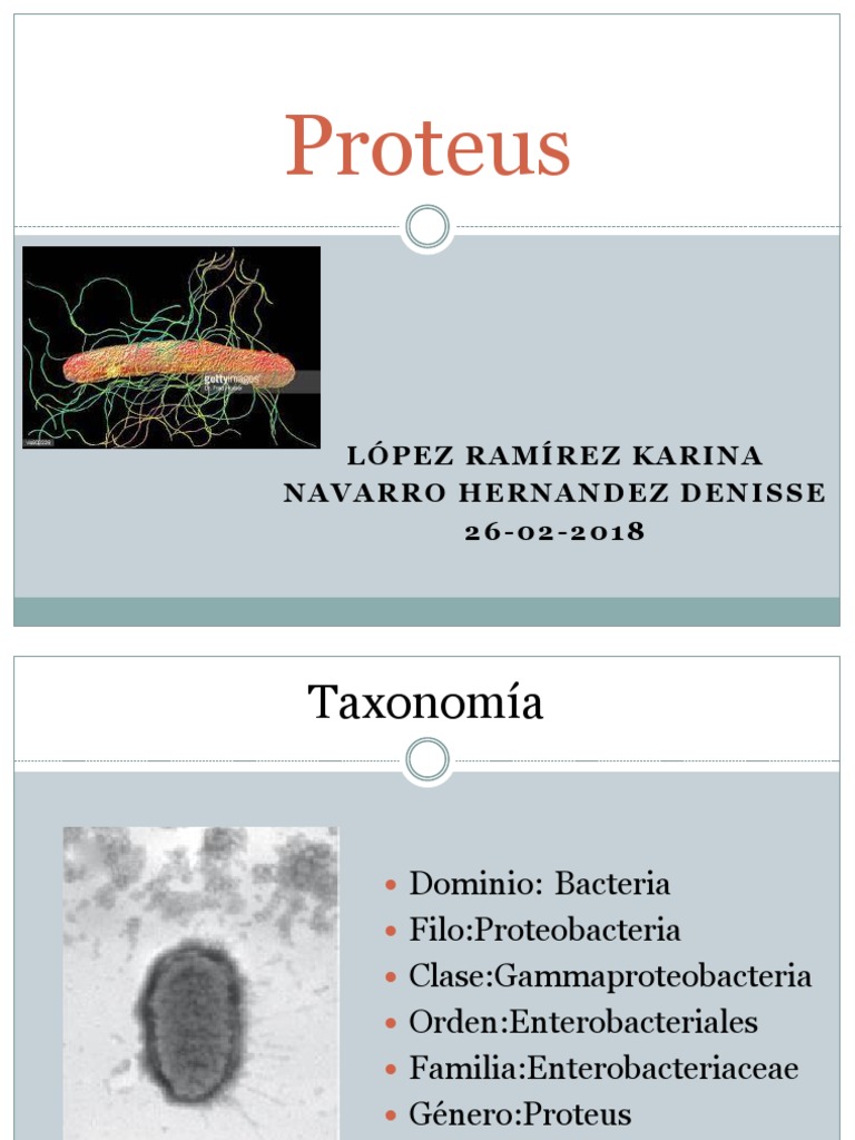 Proteus | PDF | Procariota | Las bacterias