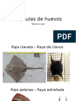 Cápsulas de Huevos