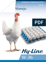 Hyline W36 2017