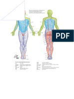 Pembagian Dermatom Tubuh