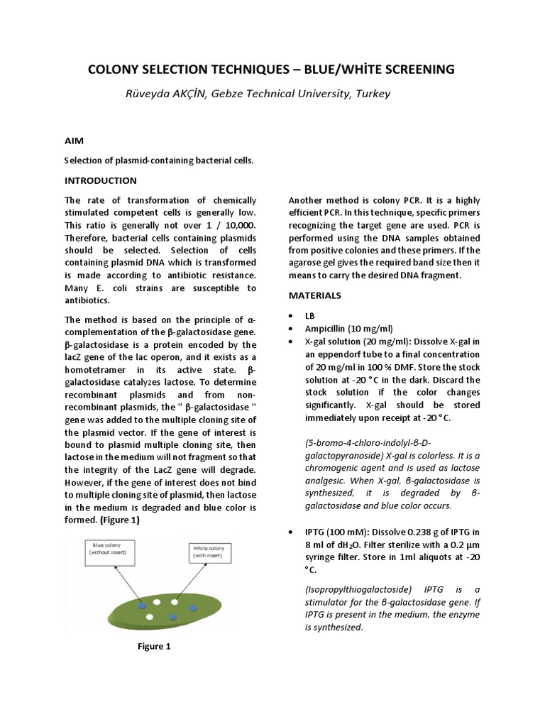 Colony Selection Techniques | PDF | Plasmid | Molecular Cloning