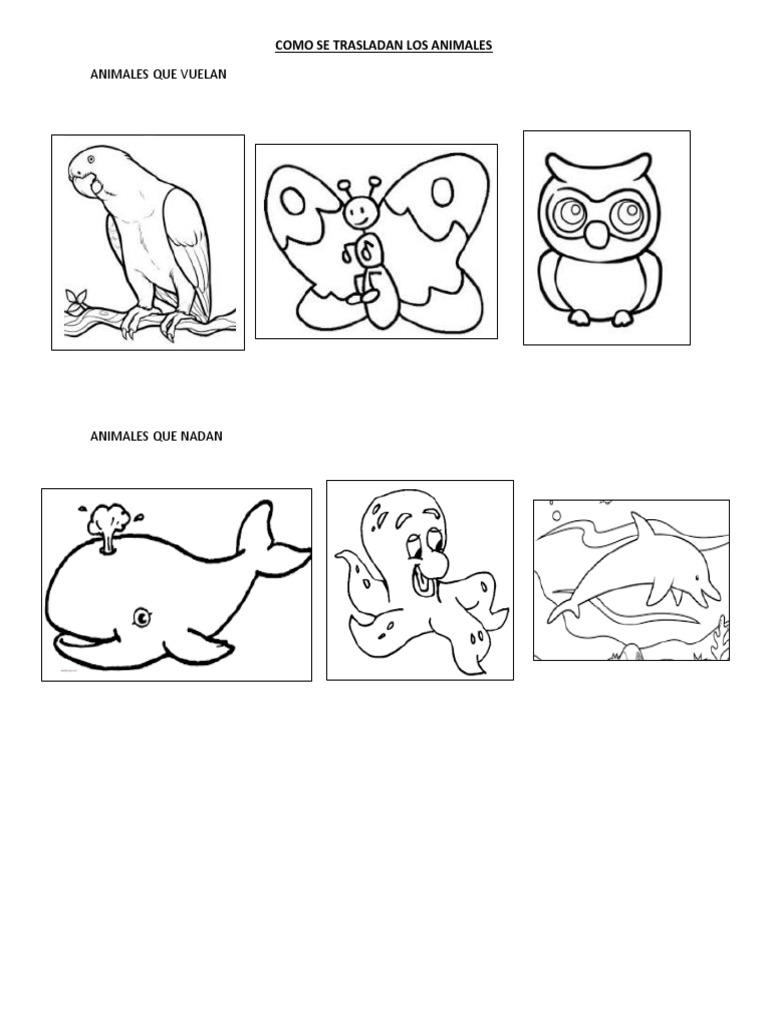 Animales que vuelan y sus características | PDF | Salud y bienestar