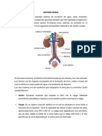 Sistema Renal