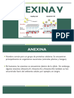 Anexina V