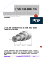 Histología de La Vagina y Sus Cambios en El Ciclo Estral