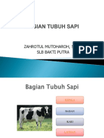 Alat Pembelajaran - Bagian Tubuh Sapi