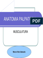 Anatomia Palpatoria muscular.pdf