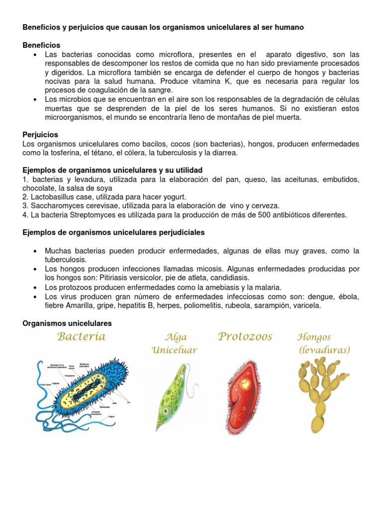 Beneficios y perjuicios que causan los organismos unicelulares al ...
