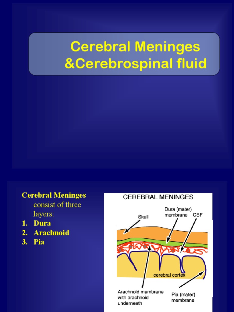 Cerebral Meninges and CSF Overview | PDF | Cerebrospinal Fluid | Astrocyte