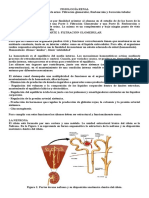 Fisiología Renal