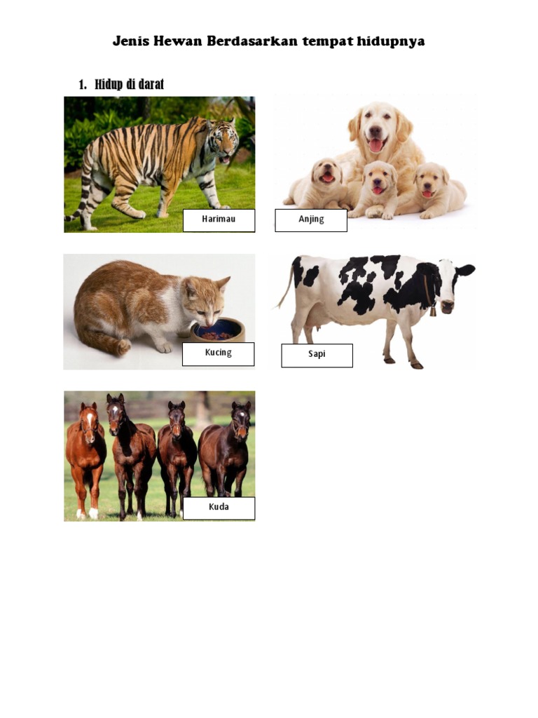 630 Koleksi Gambar Gambar Hewan Dan Tempat Hidupnya Gratis Terbaru